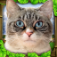 Stray Cat Simulator iOS icon