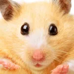 Hamster Jigsaw Puzzles Educational Toddler Games for Kids App icon
