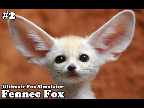 Video guide by PhoneInk: Ultimate Fox Simulator Level 100 #ultimatefoxsimulator