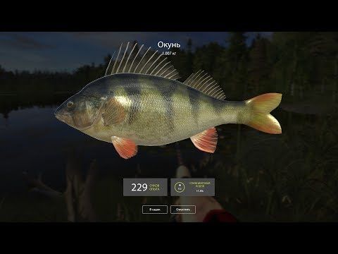 Video guide by Lady of Games: Russian Fishing Level 5 #russianfishing