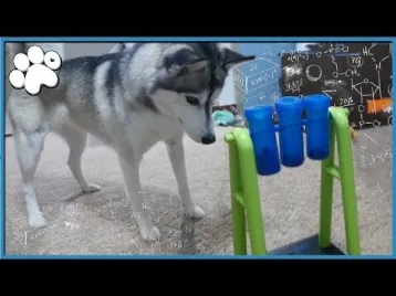 Video guide by Paw Record: IQ Test Level 2 #iqtest