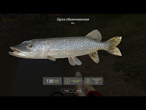 Video guide by Lady of Games: Russian Fishing Level 7 #russianfishing