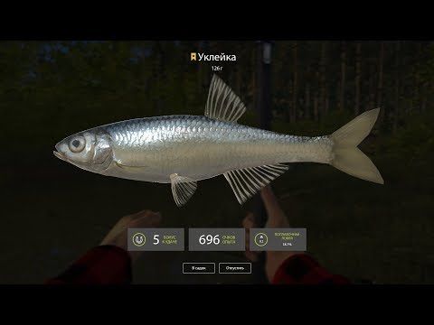 Video guide by Lady of Games: Russian Fishing Level 8 #russianfishing