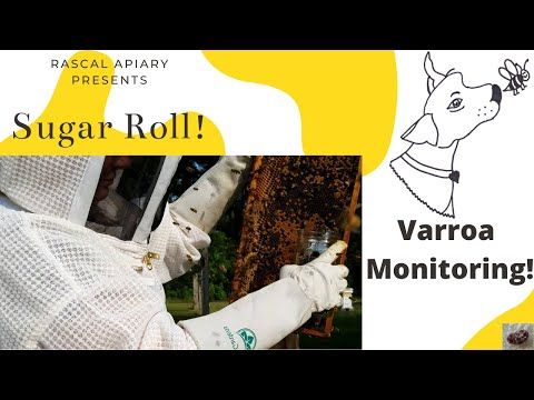 Video guide by Rascal Apiary: Sugar Roll Level 17 #sugarroll
