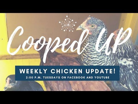 Video guide by Milton Public Library Milton, WI: Cooped Up Level 59 #coopedup