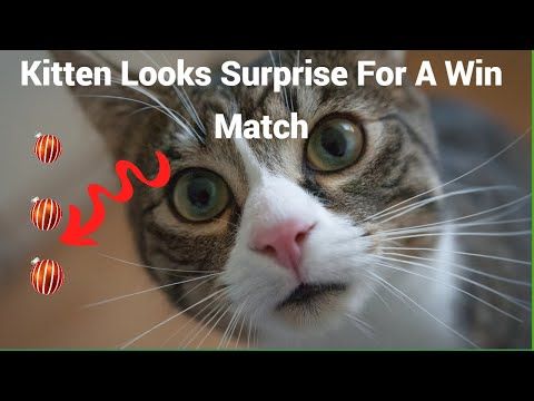 Video guide by Kitten Power Crush: Kitten Match Level 63 #kittenmatch