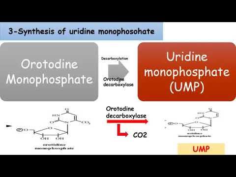 Video guide by MTI University Educational Channel: NucleoTide Level 1 #nucleotide