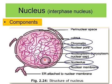Video guide by MTI University Educational Channel: Nucleus™ Level 11 #nucleus