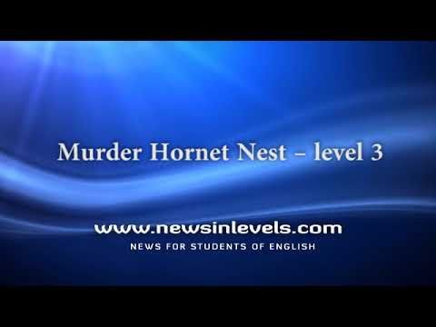 Video guide by NewsinLevels: Murder Hornet! Level 3 #murderhornet