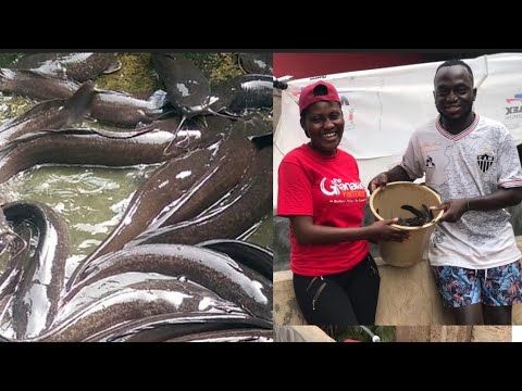 Video guide by The Ghanaian Farmer: CatFish Level 300 #catfish