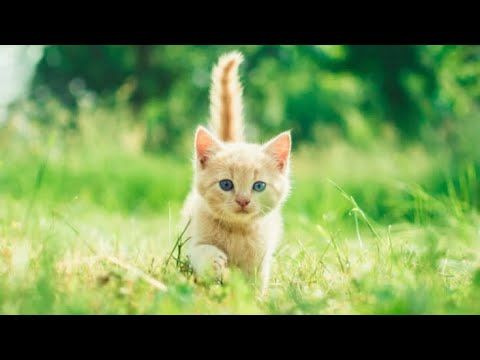 Video guide by Mr. Magical Martian: CatLife Part 1 #catlife