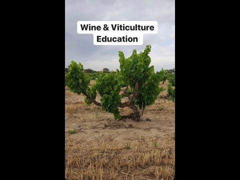 Video guide by Wine & Viticulture Education: Viticulture Level 1 #viticulture