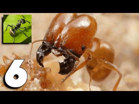 Video guide by BDP - Android iOS -: The Ants: Underground Kingdom Part 6 #theantsunderground