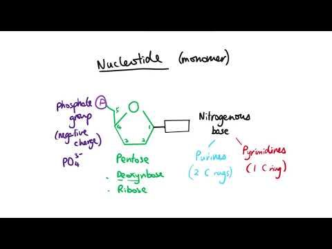 Video guide by BioRach: NucleoTide Chapter 3.8 #nucleotide