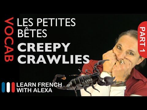 Video guide by Learn French With Alexa: Creepy Crawlies Part 1 #creepycrawlies