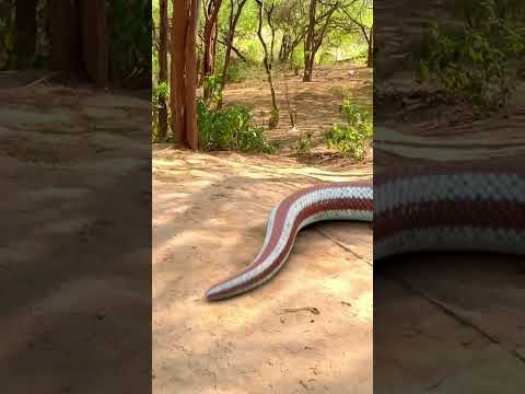 Video guide by BB Films: Anaconda (Snake) Part 7 #anacondasnake