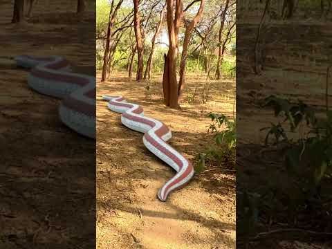 Video guide by BB Films: Anaconda (Snake) Part 6 #anacondasnake