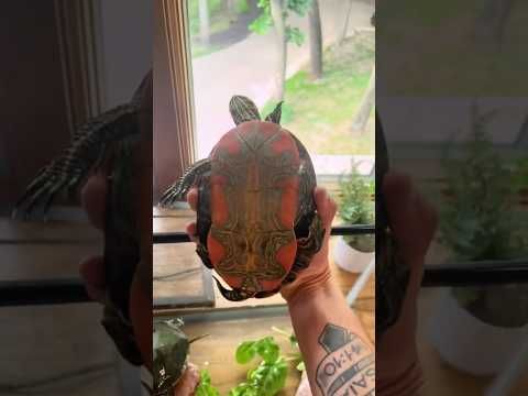 Video guide by Gus_The_Bass: Save the Turtles Part 1 #savetheturtles