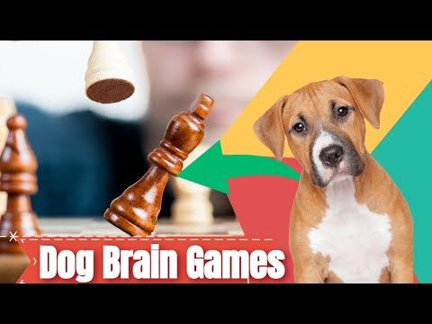 Video guide by Dog Clever Training: Brain Puzzle: Fun & Games Level 3 #brainpuzzlefun
