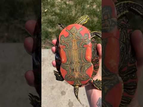 Video guide by Gus_The_Bass: Save the Turtles Part 2 #savetheturtles