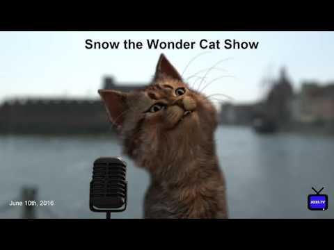 Video guide by Snow the Wonder Cat Show: The Wonder Cat Level 5 #thewondercat