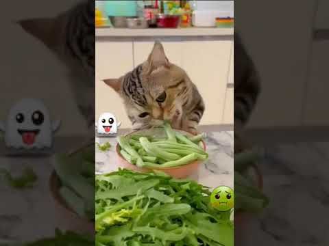 Video guide by I_am_ cat: Very Hungry Cat Part 44 #veryhungrycat