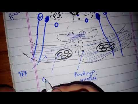 Video guide by NoLimitMedicodoctor: Nuclei Level 2 #nuclei