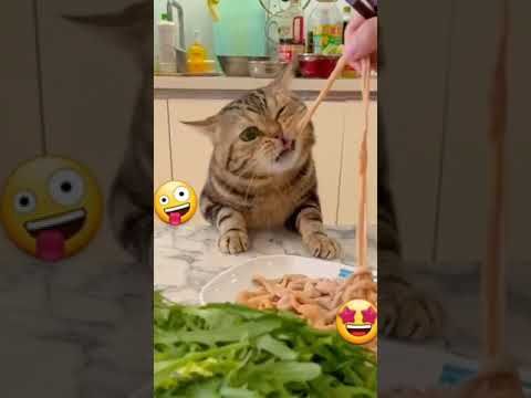 Video guide by I_am_ cat: Very Hungry Cat Part 33 #veryhungrycat