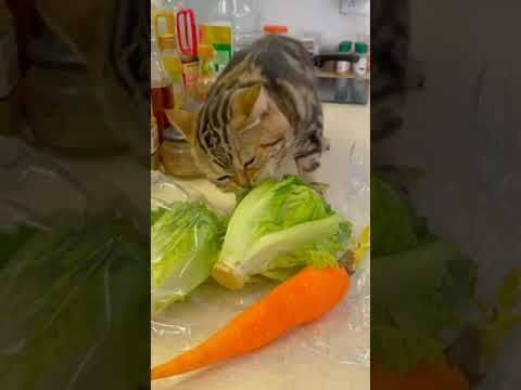Video guide by I_am_ cat: Very Hungry Cat Part 37 #veryhungrycat