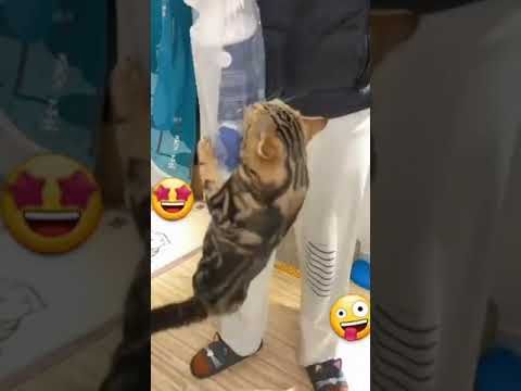 Video guide by I_am_ cat: Very Hungry Cat Part 35 #veryhungrycat