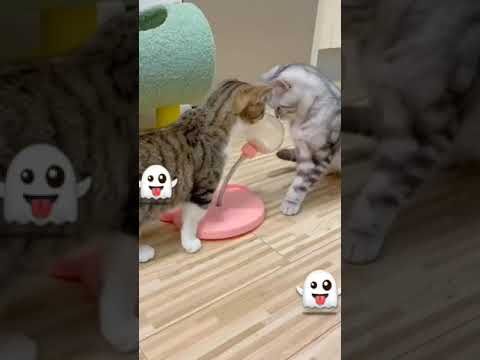 Video guide by I_am_ cat: Very Hungry Cat Part 45 #veryhungrycat