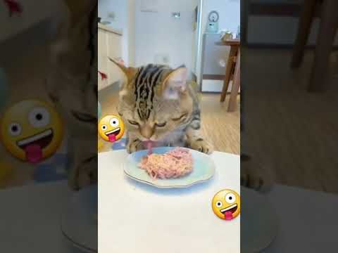 Video guide by I_am_ cat: Very Hungry Cat Part 32 #veryhungrycat