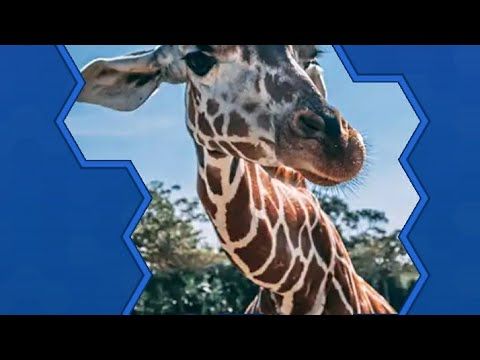 Video guide by Pro Gamer: Hexa Jigsaw Puzzle™ Level 75 #hexajigsawpuzzle