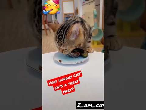 Video guide by I_am_ cat: Very Hungry Cat Part 4 #veryhungrycat