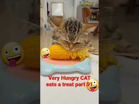 Video guide by I_am_ cat: Very Hungry Cat Part 51 #veryhungrycat