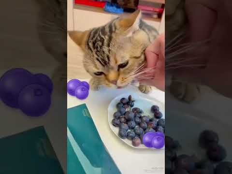 Video guide by I_am_ cat: Very Hungry Cat Part 41 #veryhungrycat