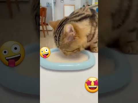 Video guide by I_am_ cat: Very Hungry Cat Part 54 #veryhungrycat
