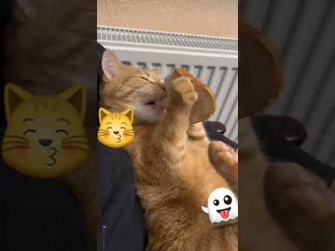 Video guide by I_am_ cat: Very Hungry Cat Part 46 #veryhungrycat