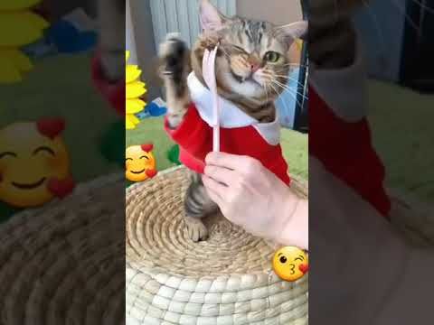 Video guide by I_am_ cat: Very Hungry Cat Part 30 #veryhungrycat