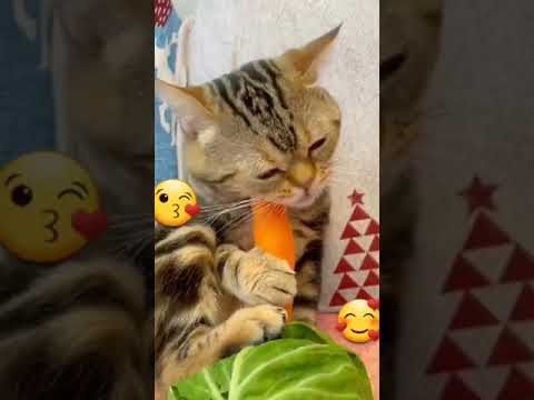 Video guide by I_am_ cat: Very Hungry Cat Part 29 #veryhungrycat