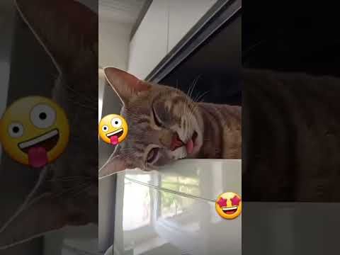 Video guide by I_am_ cat: Very Hungry Cat Part 56 #veryhungrycat