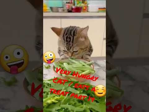 Video guide by I_am_ cat: Very Hungry Cat Part 14 #veryhungrycat
