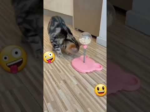 Video guide by I_am_ cat: Very Hungry Cat Part 31 #veryhungrycat