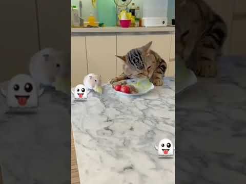 Video guide by I_am_ cat: Very Hungry Cat Part 42 #veryhungrycat
