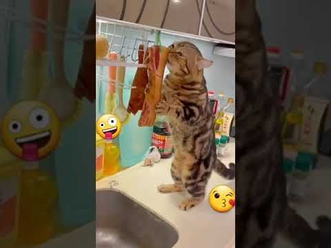 Video guide by I_am_ cat: Very Hungry Cat Part 34 #veryhungrycat