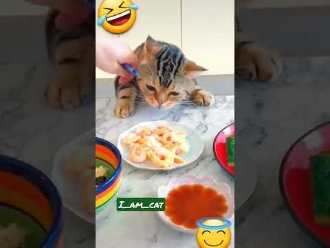 Video guide by I_am_ cat: Very Hungry Cat Part 3 #veryhungrycat