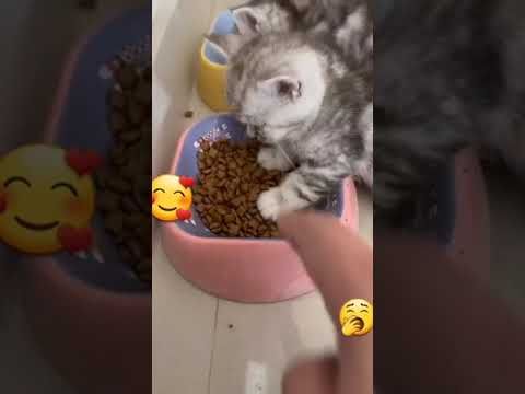 Video guide by I_am_ cat: Very Hungry Cat Part 43 #veryhungrycat