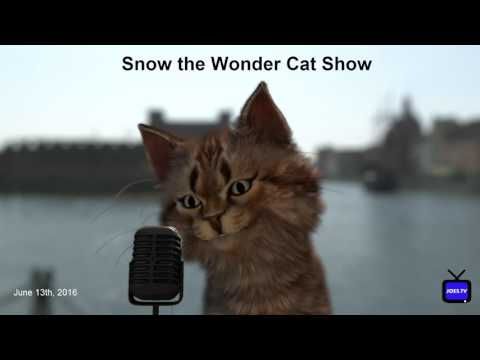 Video guide by Snow the Wonder Cat Show: The Wonder Cat Level 6 #thewondercat