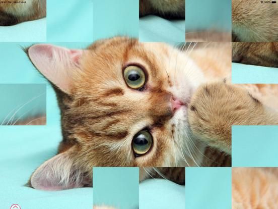 Cute Kittens App Screenshot