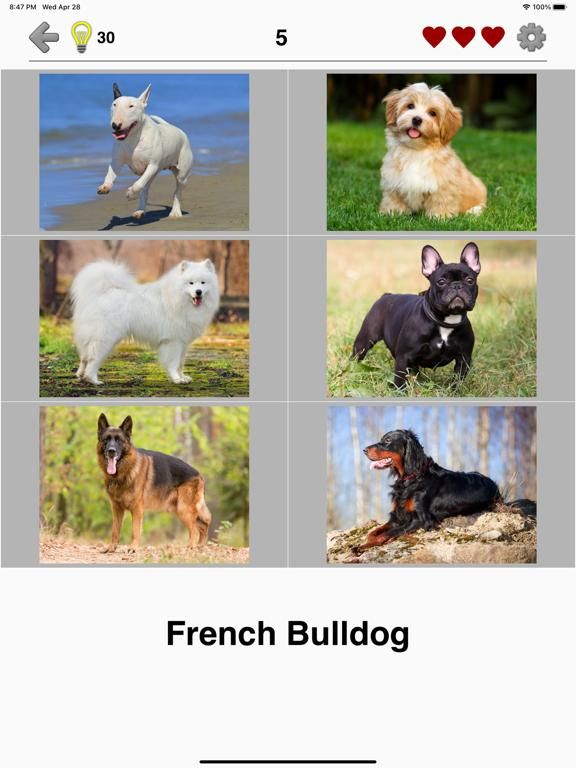 Dogs Quiz: Photos of Cute Pets game screenshot